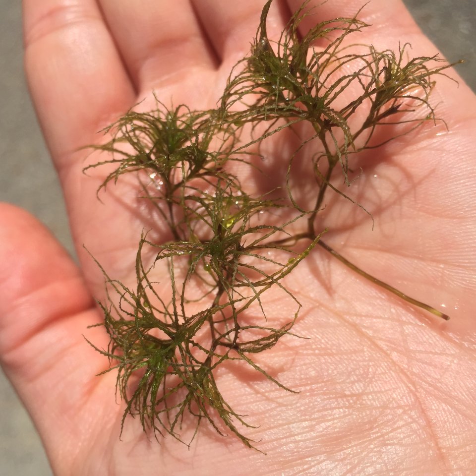 Aquatic Weed ID Guide Jones Lake Management